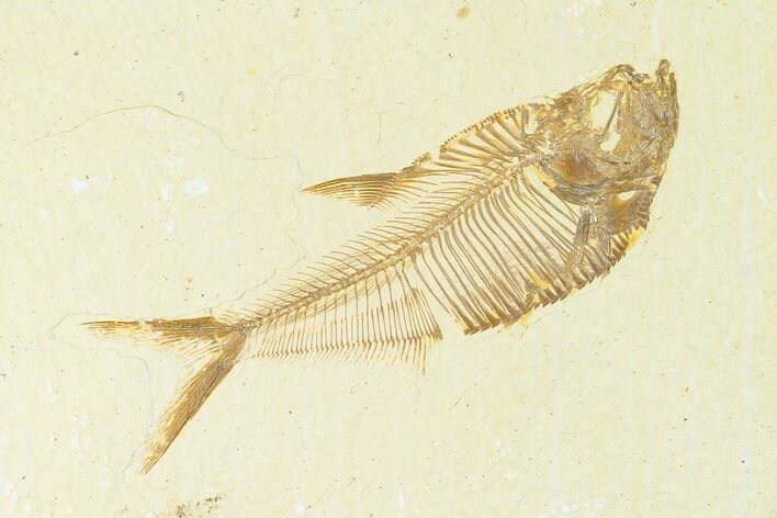 Fossil Fish (Diplomystus) - Green River Formation #144197